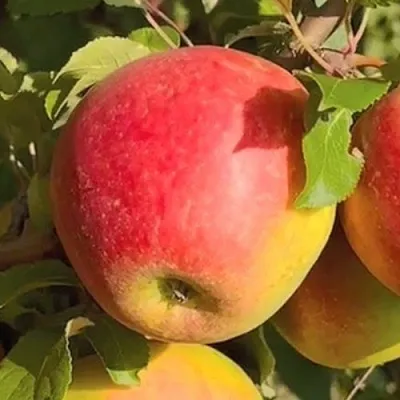 Яблоня САКАВИТА в Красноярске