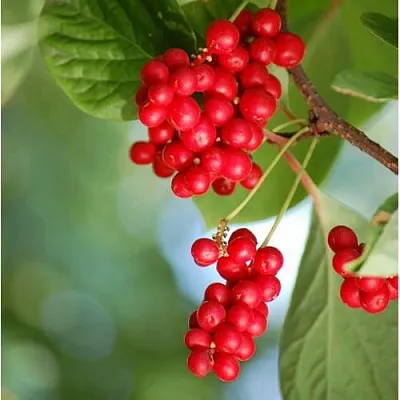 Лимонник ДЕБЮТ китайский  Лимонник ДЕБЮТ китайский в Красноярске