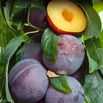 НЕКТАПРИУМ  НЕКТАПРИУМ в Красноярске