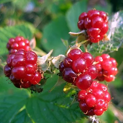 Княженика АСТРА  Княженика АСТРА в Красноярске