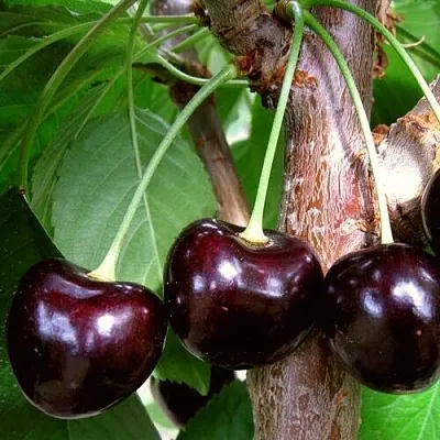 Черешня ДОНЕЦКИЙ УГОЛЁК  Черешня ДОНЕЦКИЙ УГОЛЁК в Красноярске