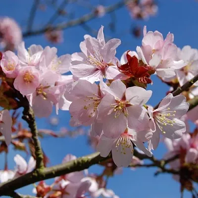 Вишня РАНЧО САРЖЕНТА  Вишня РАНЧО САРЖЕНТА в Красноярске