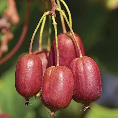 Актинидия СКАРЛЕТ СЕПТЕМБЕР аргута  Актинидия СКАРЛЕТ СЕПТЕМБЕР аргута в Красноярске