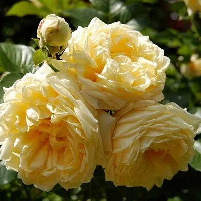 Саженцы роз НАДЯ МЕЙДИЛАНД почвопокровная  Саженцы роз НАДЯ МЕЙДИЛАНД почвопокровная в Красноярске