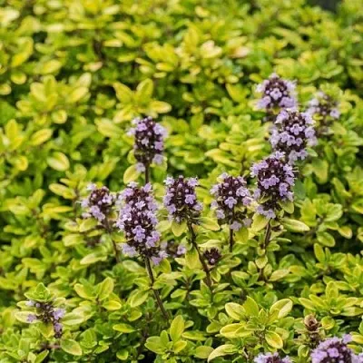 Тимьян АУРЕУС лимоннопахнущий  Тимьян АУРЕУС лимоннопахнущий в Красноярске