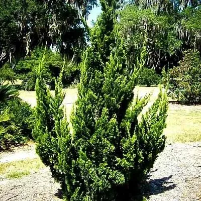 Можжевельник КАЙЗУКА китайский  Можжевельник КАЙЗУКА китайский в Красноярске