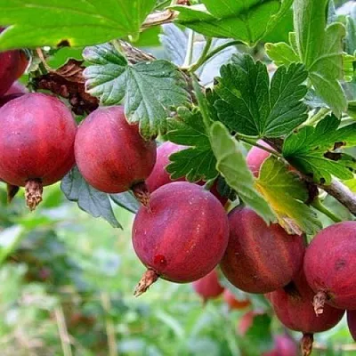 Крыжовник КРАСНОСЛАВЯНСКИЙ  Крыжовник КРАСНОСЛАВЯНСКИЙ в Красноярске