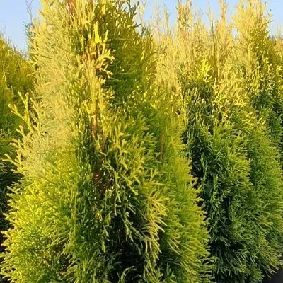 Туя ГОЛДЕН СМАРАГД западная  Туя ГОЛДЕН СМАРАГД западная в Красноярске