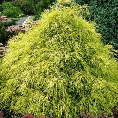 Кипарисовик ФИЛИФЕРА АУРЕА горохоплодный  Кипарисовик ФИЛИФЕРА АУРЕА горохоплодный в Красноярске