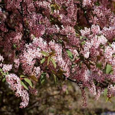 Черемуха  Черемуха в Красноярске