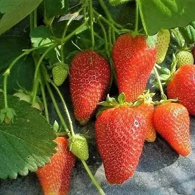 Клубника РОКСАНА  Клубника РОКСАНА в Красноярске