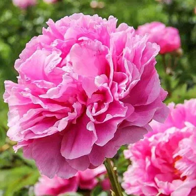 Пион АЛЕКСАНДР ФЛЕМИНГ травянистый  Пион АЛЕКСАНДР ФЛЕМИНГ травянистый в Красноярске