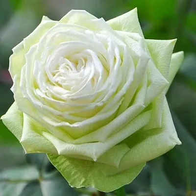 Саженцы роз ВАКАНА японская  Саженцы роз ВАКАНА японская в Красноярске