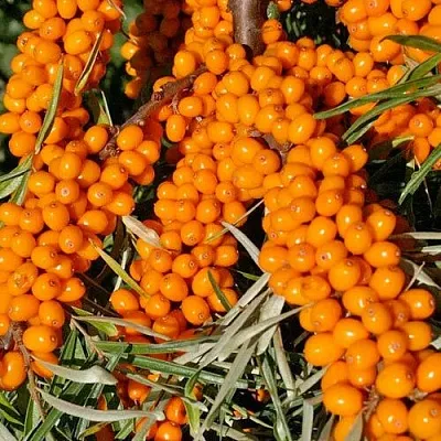 Облепиха ЕЛИЗАВЕТА  Облепиха ЕЛИЗАВЕТА в Красноярске