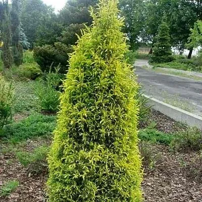 Можжевельник ГОЛД КОН обыкновенный  Можжевельник ГОЛД КОН обыкновенный в Красноярске