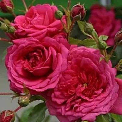 Саженцы роз ЛАГУНА плетистая  Саженцы роз ЛАГУНА плетистая в Красноярске