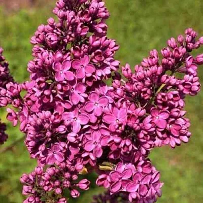 Сирень ЗНАМЯ ЛЕНИНА  Сирень ЗНАМЯ ЛЕНИНА в Красноярске