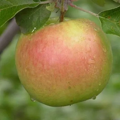 Яблоня БРЯНСКОЕ ЗОЛОТИСТОЕ в Красноярске