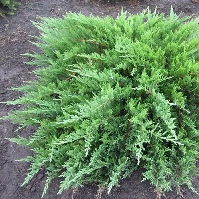 Можжевельник ТАМАРИСЦИФОЛИЯ казацкий  Можжевельник ТАМАРИСЦИФОЛИЯ казацкий в Красноярске