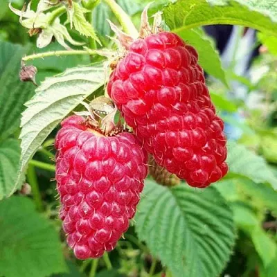 Малина ПШЕХИБА  Малина ПШЕХИБА в Красноярске