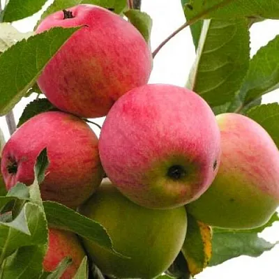Яблоня МЕЧТА в Красноярске