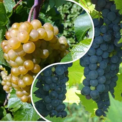 Комплект ИНЬ-ЯНЬ в Красноярске