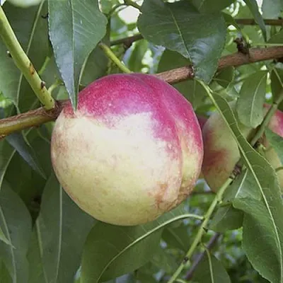 ПИЧЕРИН  ПИЧЕРИН в Красноярске