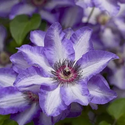 Клематис МОНИНГ СКАЙ  Клематис МОНИНГ СКАЙ в Красноярске