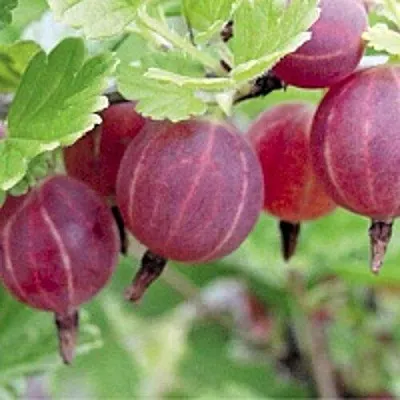 Крыжовник РАВОЛТ  Крыжовник РАВОЛТ в Красноярске