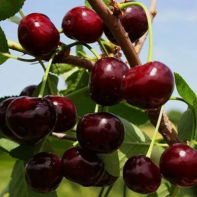 Вишня РОВЕСНИЦА  Вишня РОВЕСНИЦА в Красноярске