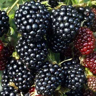 Ежевика ЭВЕРГРИН бесшипная  Ежевика ЭВЕРГРИН бесшипная в Красноярске