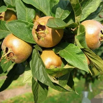 МУШМУЛА   МУШМУЛА  в Красноярске