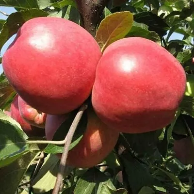 Яблоня ЗАСЛАВСКОЕ в Красноярске