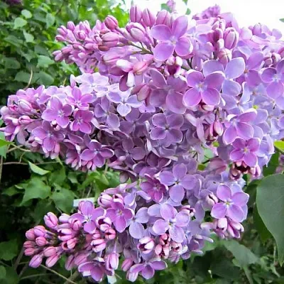 Сирень ОЛЯ  Сирень ОЛЯ в Красноярске