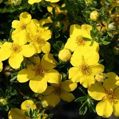 Лапчатка ХАКМАНС ГИГАНТ кустарниковая  Лапчатка ХАКМАНС ГИГАНТ кустарниковая в Красноярске