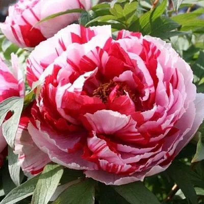 Пион РЕД ВИЗ ПИНК древовидный в Красноярске