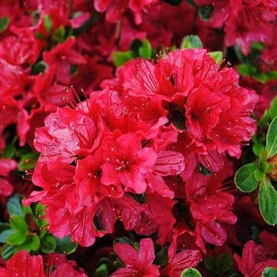 Азалия ХИНО КРИМСОН японская  Азалия ХИНО КРИМСОН японская в Красноярске