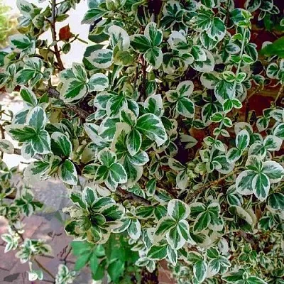 Бересклет ВАРИЕГАТУС форчуна  Бересклет ВАРИЕГАТУС форчуна в Красноярске