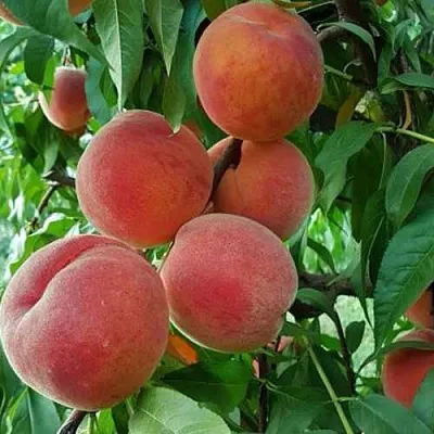 Персик САНКРЕСТ  Персик САНКРЕСТ в Красноярске
