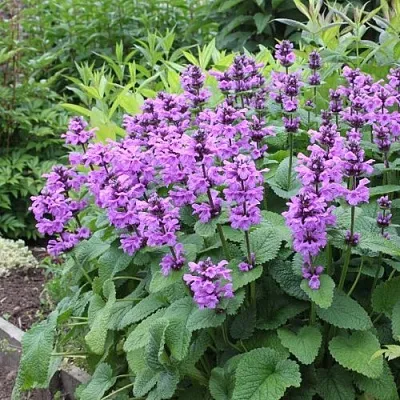 Буквица крупноцветковая  Буквица крупноцветковая в Красноярске