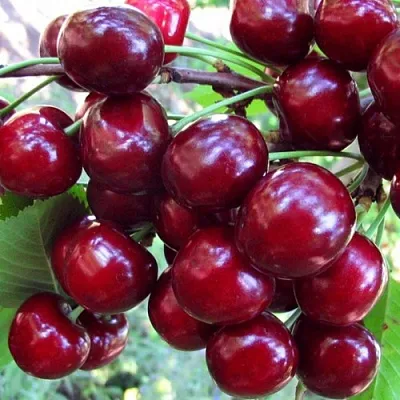 Вишня ЖУКОВСКАЯ в Красноярске