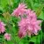 Аквилегия БАРЛОУ ПИНК гибрид МакКаны в Красноярске