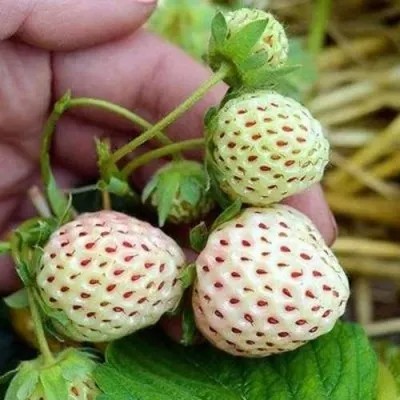 Клубника АНАНАСА ремонтантная в Красноярске