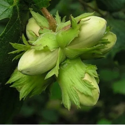 Фундук ТАМБОВСКИЙ ПОЗДНИЙ  Фундук ТАМБОВСКИЙ ПОЗДНИЙ в Красноярске