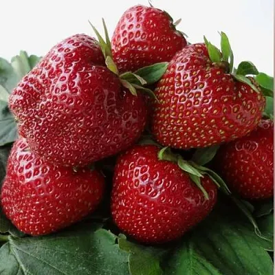 Клубника НАБИЛА  Клубника НАБИЛА в Красноярске