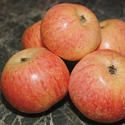 Яблоня КОНФЕТНОЕ в Красноярске