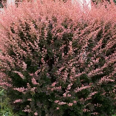 Барбарис РОУЗ ГЛОУ тунберга  Барбарис РОУЗ ГЛОУ тунберга в Красноярске