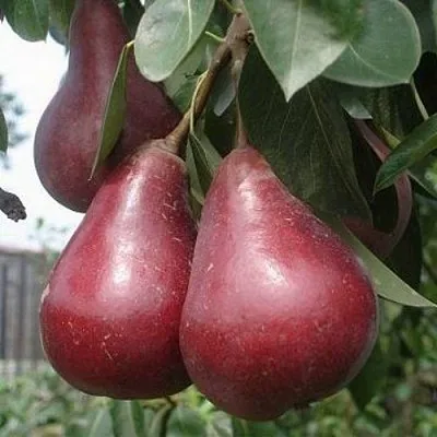 Груша СТАРКРИМСОН  Груша СТАРКРИМСОН в Красноярске