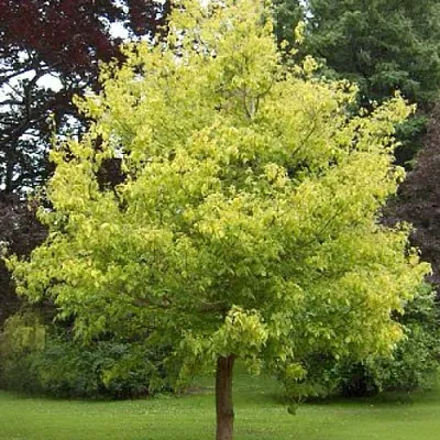 Клен ясенелистный  Клен ясенелистный в Красноярске