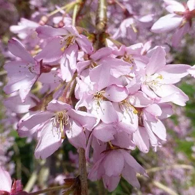 Сакура ПЕНДУЛА РУБРА  Сакура ПЕНДУЛА РУБРА в Красноярске